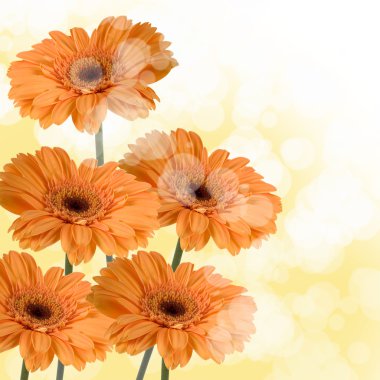 Orange gerberas clipart