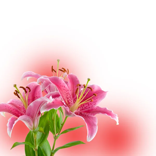 Vacker rosa lily — Stockfoto