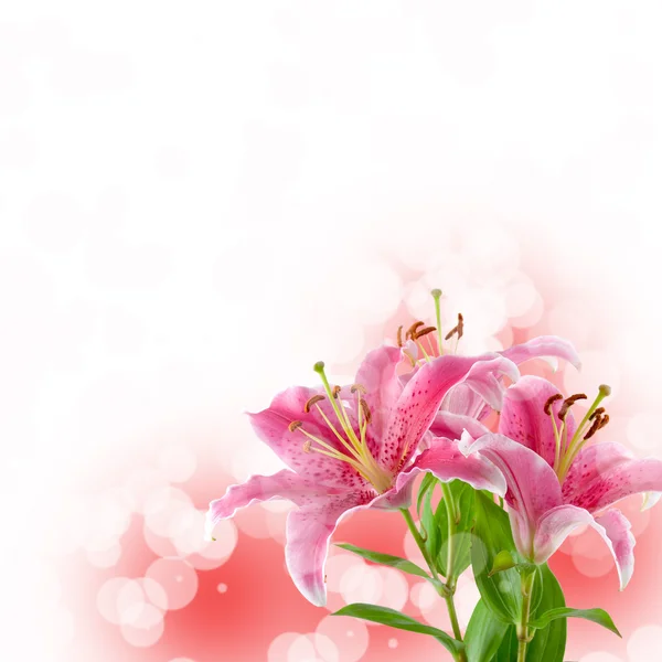 美丽的粉色百合 — 图库照片