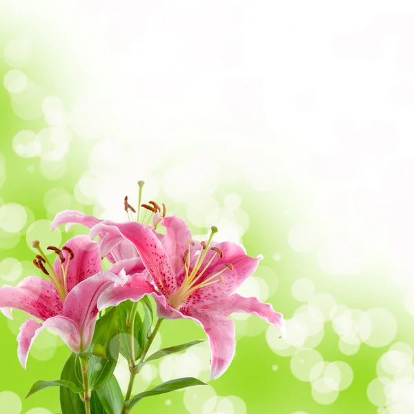 Güzel pembe lily — Stok fotoğraf
