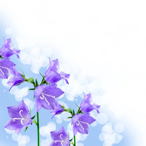 Beautiful bluebells — Stock Photo, Image
