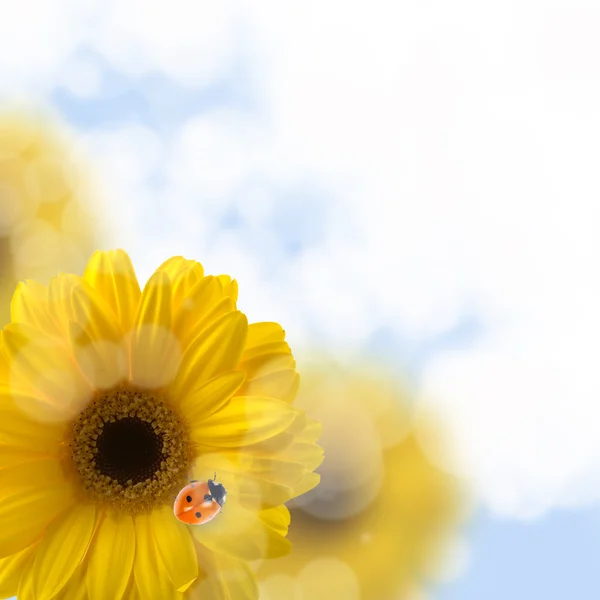 एक पिवळा फुलावर लेडीबर्ड — स्टॉक फोटो, इमेज