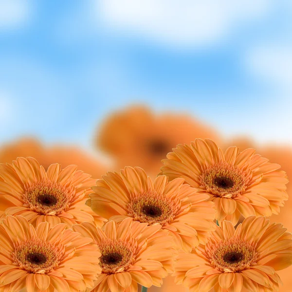 Orange gerberas — Stock Photo, Image