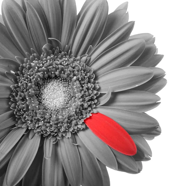 紅色の花びらを持つ黒と白のガーベラ — ストック写真