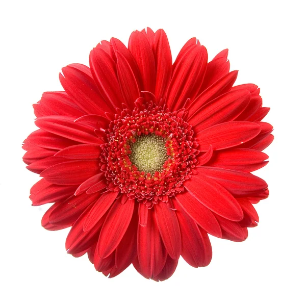 红色非洲菊 — 图库照片