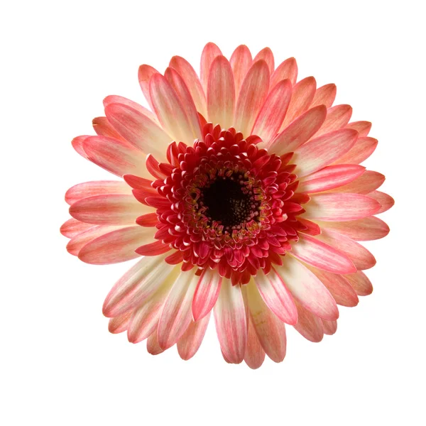 Gerbera rosa — Fotografia de Stock