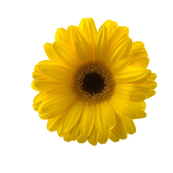 Gerbera żółta — Zdjęcie stockowe