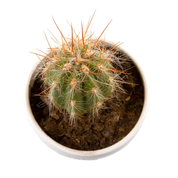 Stock image Cactus