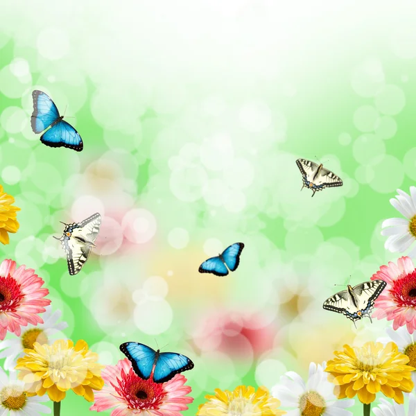 Çok renkli çiçekler ve kelebekler — Stok fotoğraf