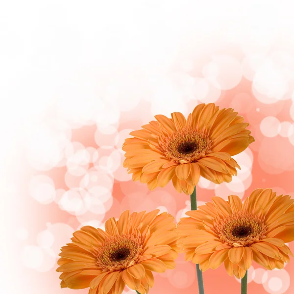橙色非洲菊 — 图库照片