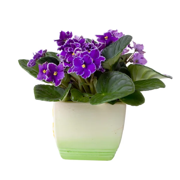 Квітка фіолетового (Saintpaulia) — стокове фото