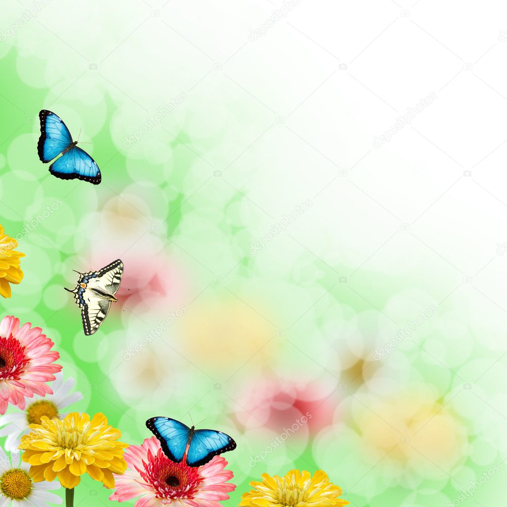 Multicolored flowers and butterflies