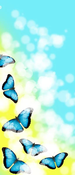 Синие бабочки — стоковое фото