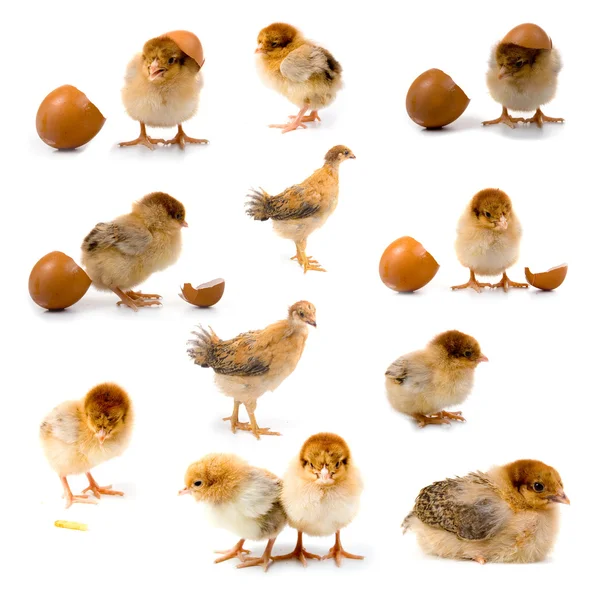 Stock image Set of brown chickens