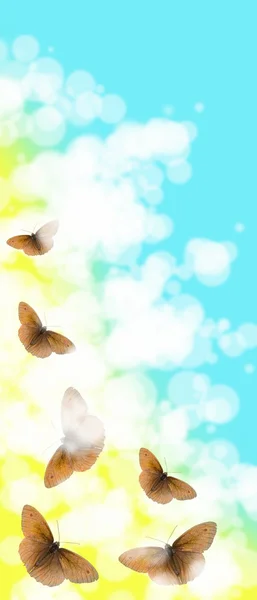 蝴蝶，蝴蝶 — 图库照片