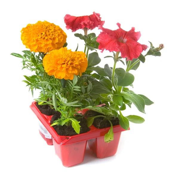 Triebe von Blumen — Stockfoto