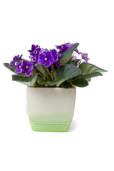 Szoba virág a violet (Ibolya virágok) — Stock Fotó