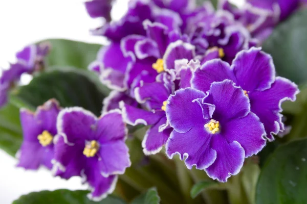 Pokoj květina fialová (Saintpaulia) — Stock fotografie