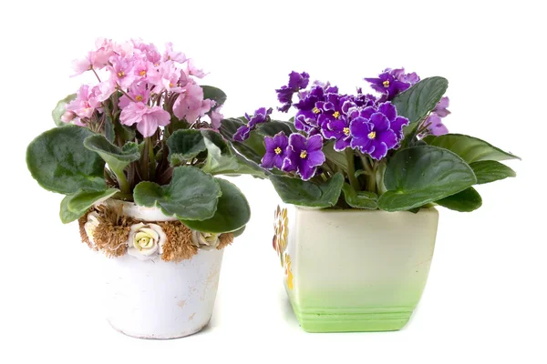 Camera fiori una viola (Saintpaulia ) — Foto Stock