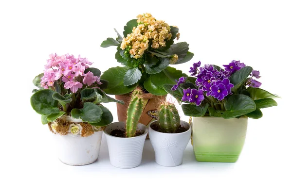 Zimmerblumen: Veilchen (saintpaulia), Kalanchoe und Kaktus — Stockfoto