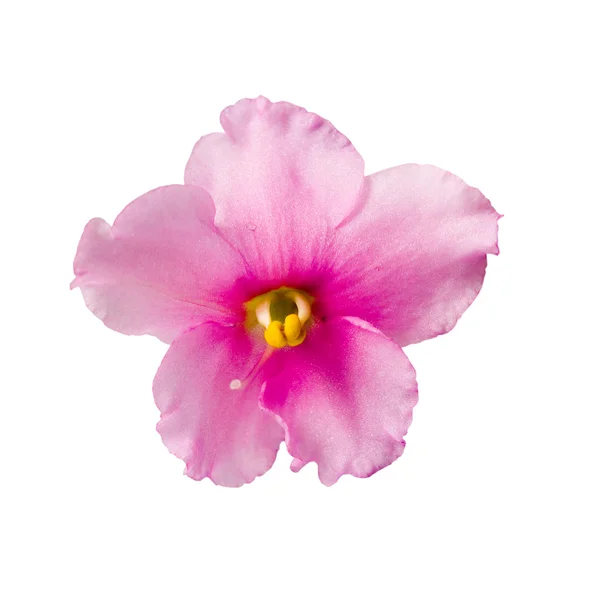 お部屋の花紫 (セントポーリア) — ストック写真