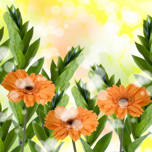 橙色非洲菊 — 图库照片