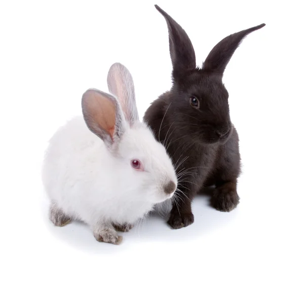 Rabbits isolated on a white background — Stock Photo, Image