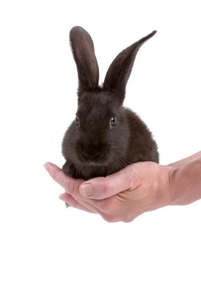Coniglio nelle mani isolato su uno sfondo bianco — Foto Stock