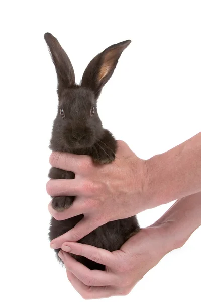 Kaninchen in den Händen isoliert auf weißem Hintergrund — Stockfoto