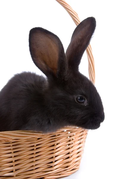 兔子在篮子里 — 图库照片