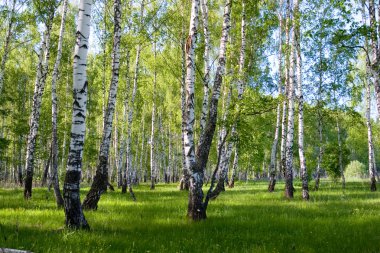 Summer birch forest landscape clipart