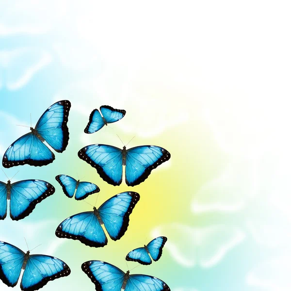 Blue butterflies — Stock Photo, Image