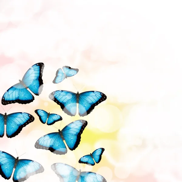 Mariposas azules — Foto de Stock