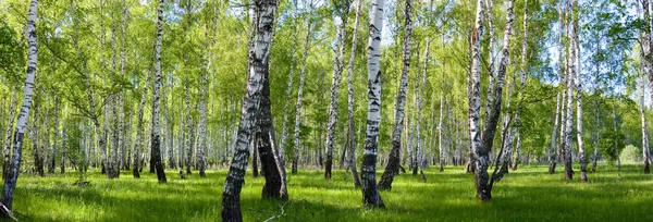 Летний березовый лес — стоковое фото
