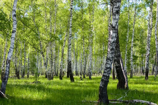 Sommaren Björk skogslandskap — Stockfoto