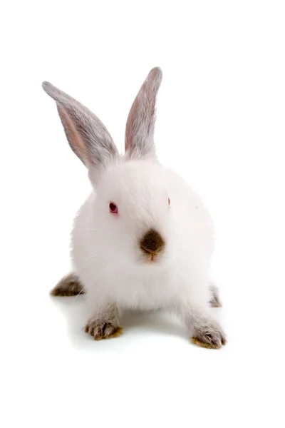 Conejo — Foto de Stock