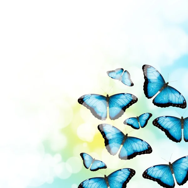 Modré motýli — Stock fotografie