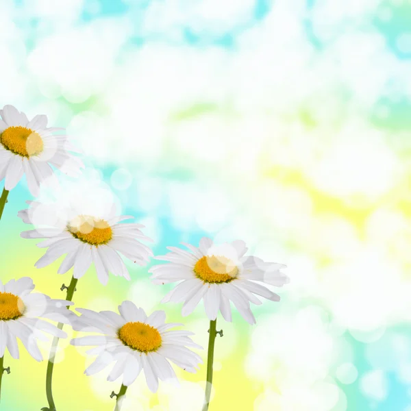 Beautiful daisies — Stock Photo, Image