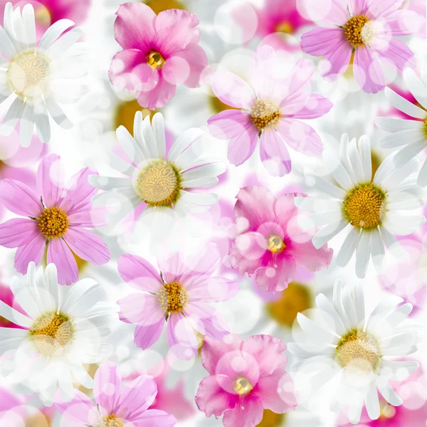 Bei fiori — Foto Stock