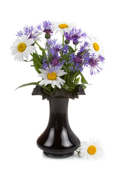 Cornflowers and daisies — Stock Photo, Image