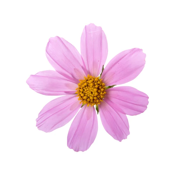 Lyserød blomst - Stock-foto