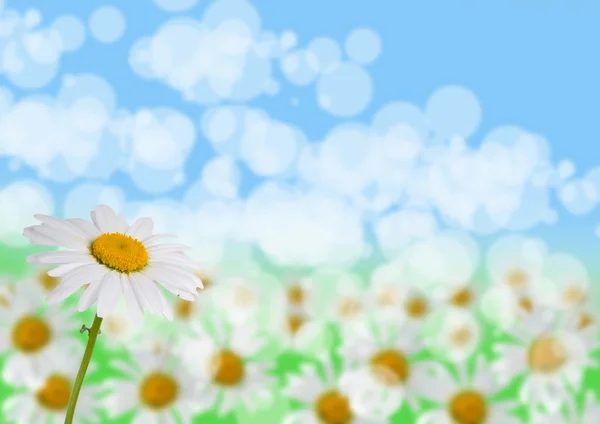 Beautiful daisies — Stock Photo, Image