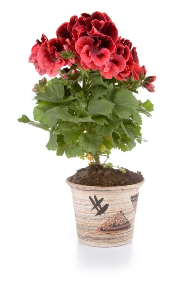 Plante en pot pelargonium dans un pot — Photo