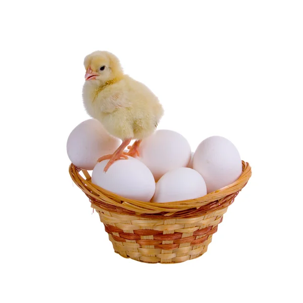Pollo sentado sobre huevos — Foto de Stock
