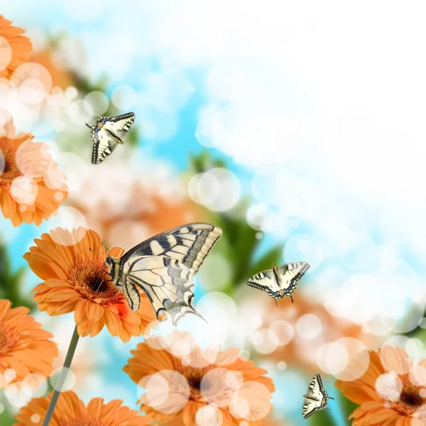 Turuncu gerbera ve kelebekler — Stok fotoğraf