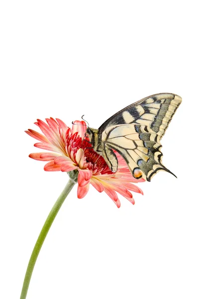 Тропическая бабочка и розовый цветок — стоковое фото