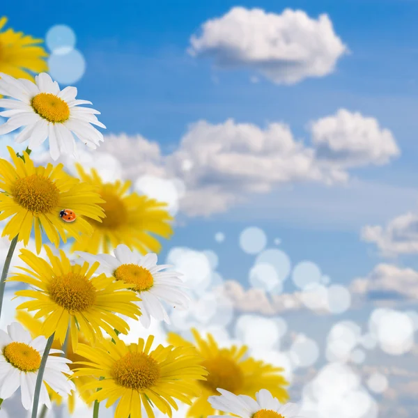 Beautiful yellow and white flowes — Stock Photo, Image