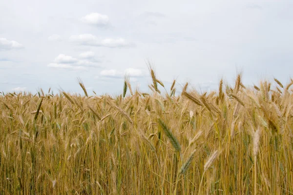Krajina s zlaté pšeničné pole — Stock fotografie