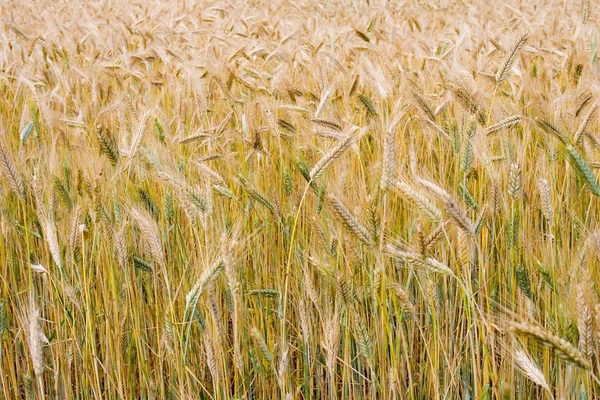 Landscape with golden wheat field — Stock Photo, Image