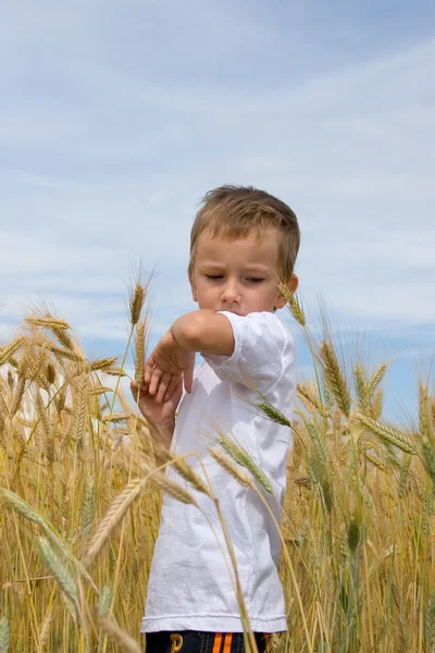 Boy walks on the wheat field — Stock Photo, Image
